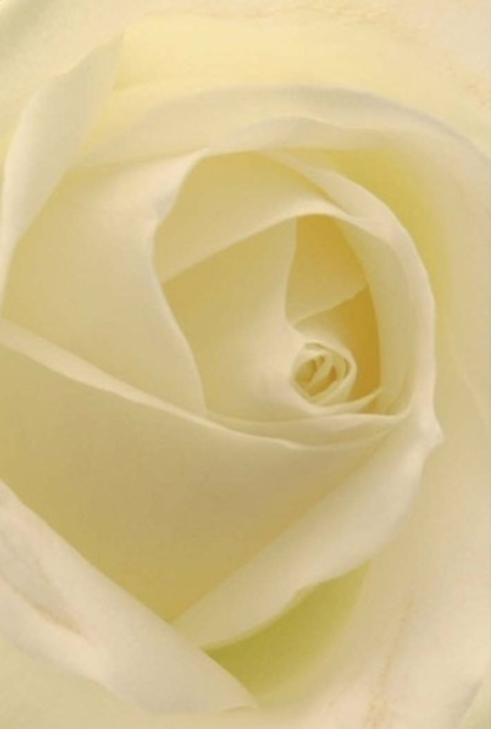 The soft tranquility of this classic white rose, captured in breathtaking close-up, embodies the understated elegance that Lewisham Florist is proud to bring to its local bouquets. Layers of plush, creamy petals spiral inward in harmonious perfection, hinting at resilience and purity while glowing from within with a diffused, almost celestial light. Subtle gradations in white and cream wash gently across the petals, echoing the serene morning atmosphere often found near Blackheath or Lewisham Park. Each fold and undulation is rendered in exquisite detail, their matte surface conjuring sensations of brushing against soft satin or freshly bloomed rose leaves. There's a serenity and sophistication here-an ideal choice for heartfelt apologies, milestone anniversaries, or a romantic centrepiece on an intimate table by the windows of a Brockley home. The nearly see-through edges of the outer petals whisper of vulnerability and natural grace, while the tight, spiraled heart suggests hope and quiet strength, universal themes felt by those living and loving in Lewisham. There is a suggestion of a clean, subtle scent-barely-there, but evoking cherished memories or gentle beginnings. In sum, the rose is a living poem, capturing the artistry, sensitivity, and personalised care that define locally made arrangements for any occasion.